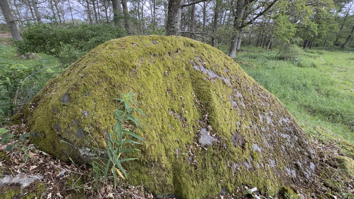 Närbild av det mossbeklädda Glimåkra-blocket med skålgroparna