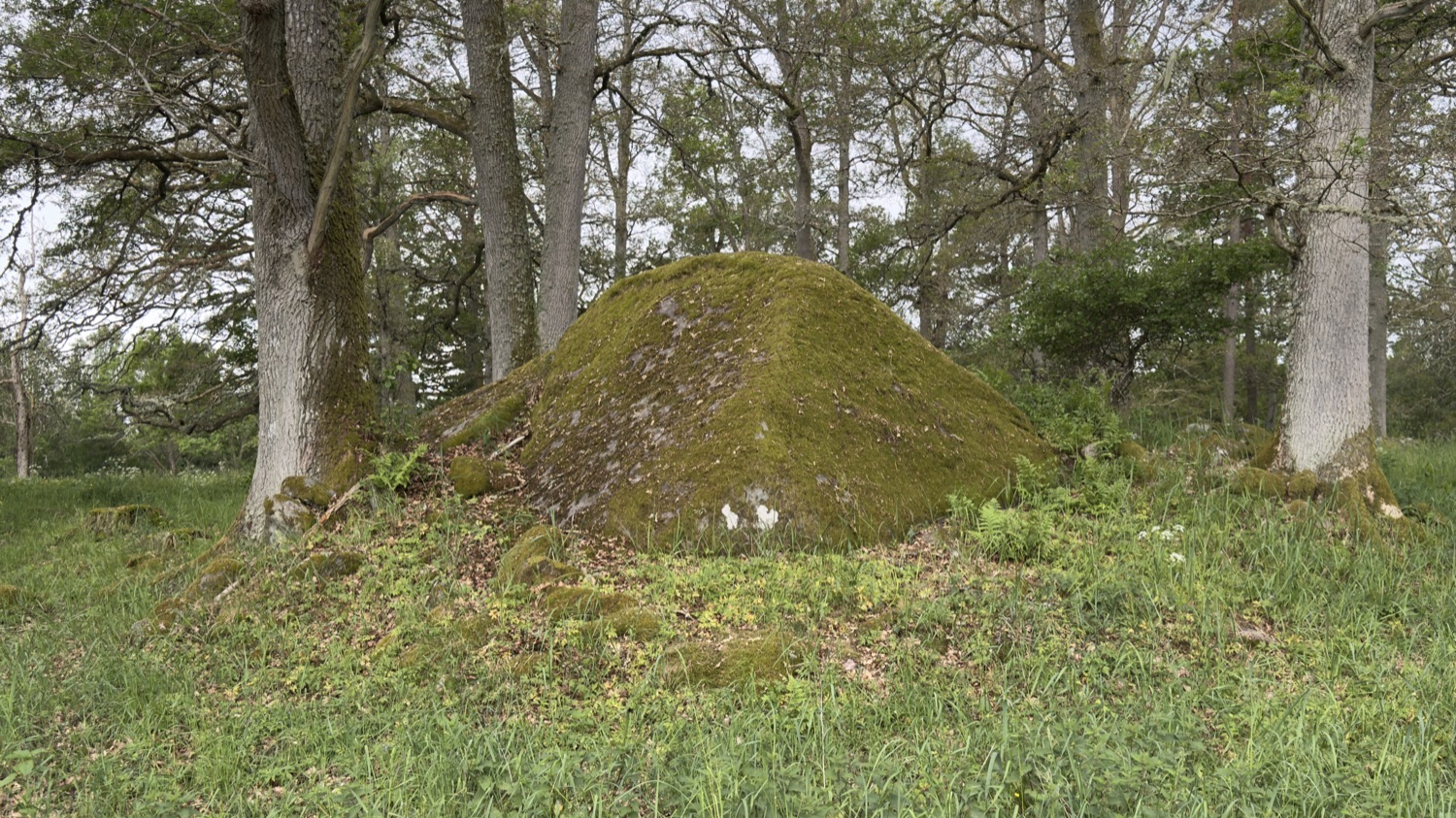 Stort mossbeklätt flyttblock i en öppen ekdunge nära Glimåkra