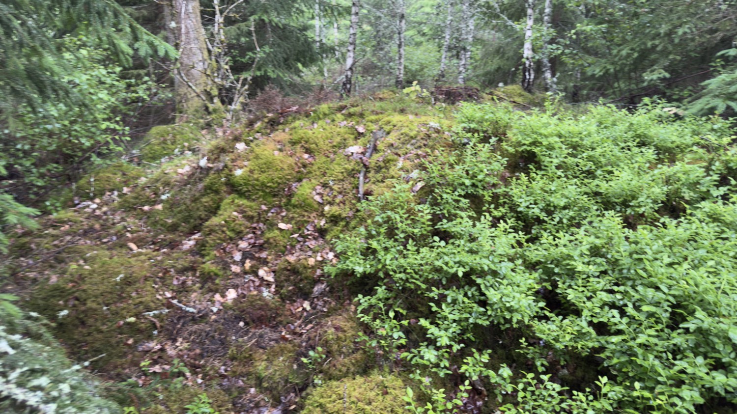 Mossbeklädd gravhög bland gran och björk nära Osby