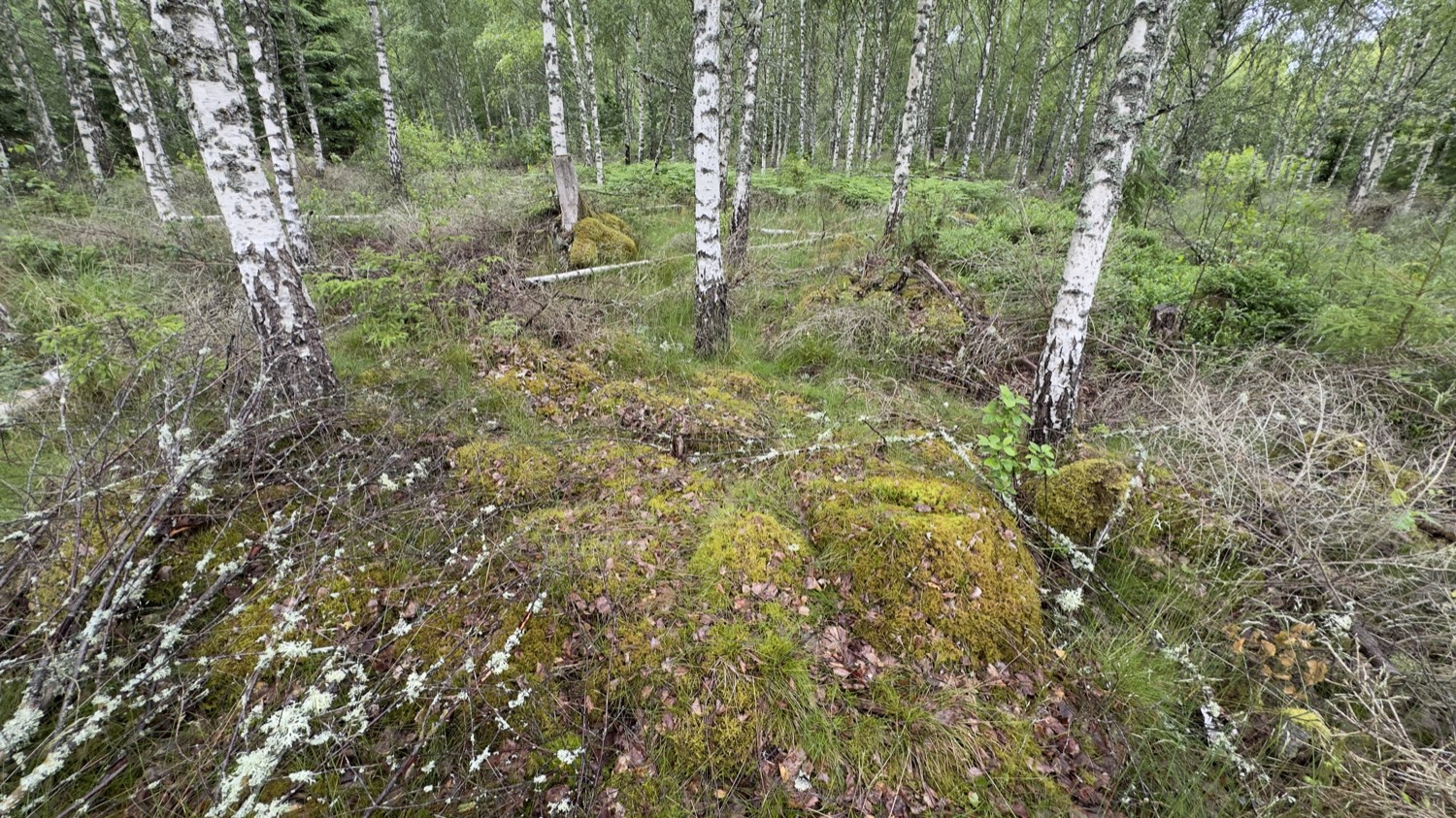 Björkskog med mossiga markstrukturer av husgrunderna nära Osby