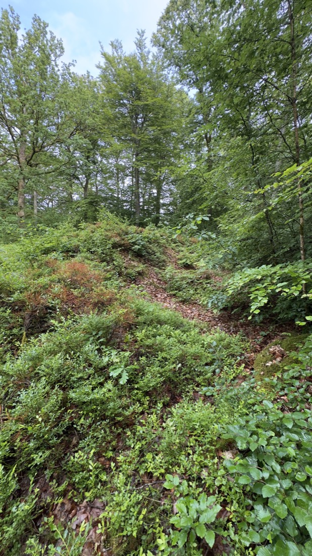 Övervuxen vall av Sibbarps skans i skogen nära Osby
