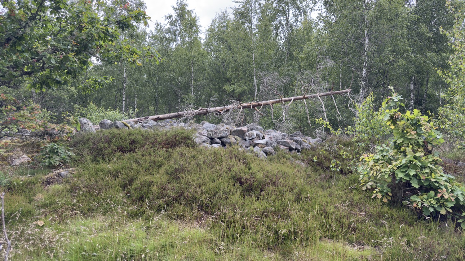 Röset Snoggerör från sidan, övervuxet med ljung