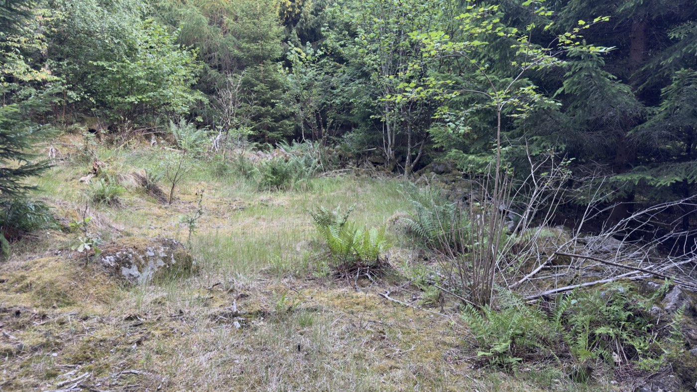 Igenvuxen glänta i granskog med stenar i gräset — resterna av torpet Smedlycke