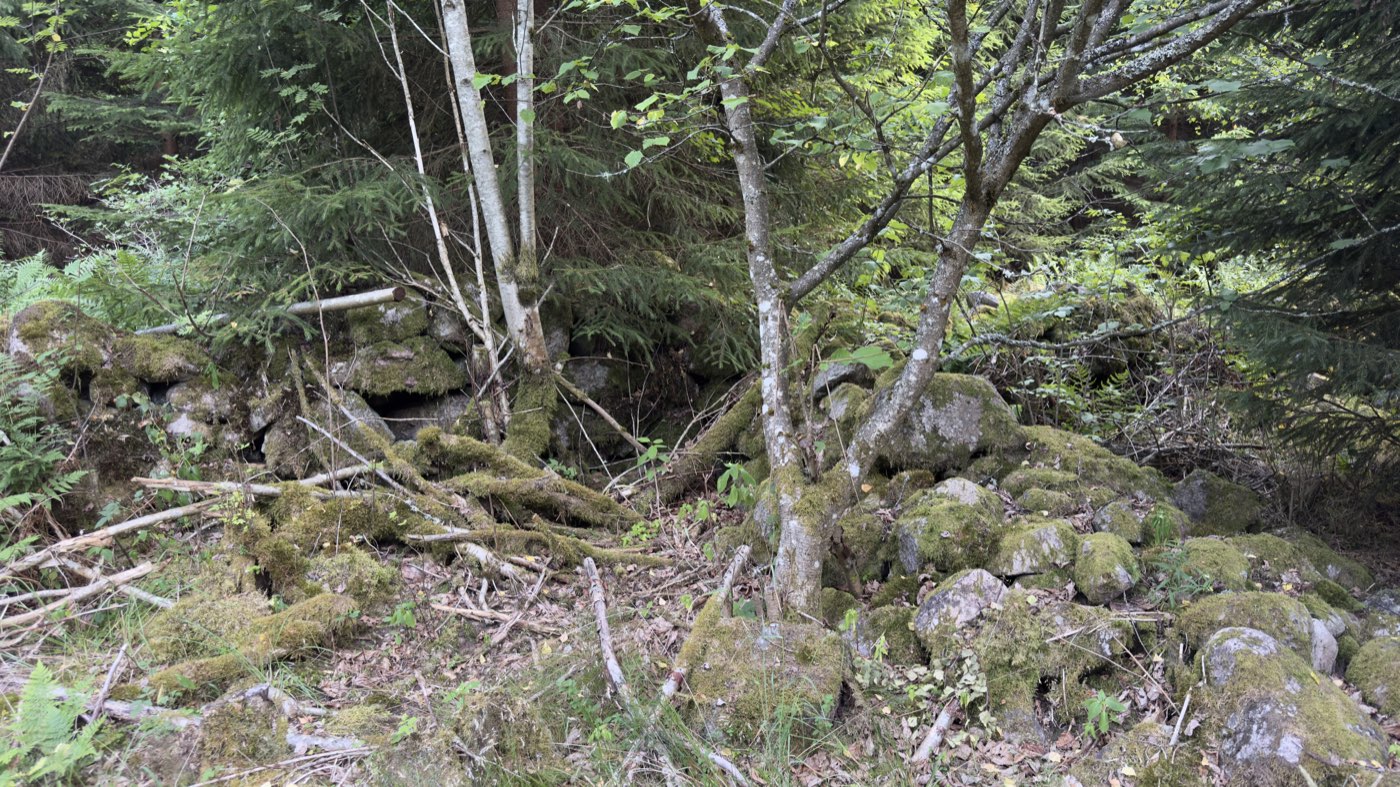 Mossbevuxna stenhögar och murrester under granar vid torpet Smedlycke